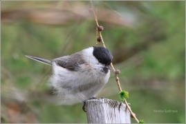 <p>SÝKORA BABKA ( Parus palustris) /Marsh tit - Sumpfmeise/</p>